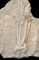 Crinoïde fossile
